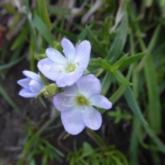 Veronica gracilis (Slender Speedwell) at Yass River, NSW - 16 Oct 2020 by SenexRugosus