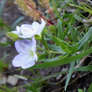 Veronica gracilis at Yass River, NSW - 16 Oct 2020