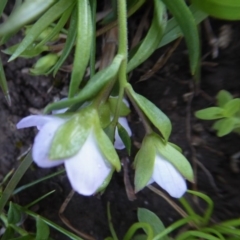 Veronica gracilis at Yass River, NSW - 16 Oct 2020