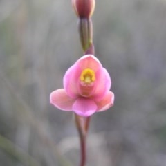 Thelymitra carnea (Tiny Sun Orchid) at Gang Gang at Yass River - 11 Oct 2020 by SueMcIntyre