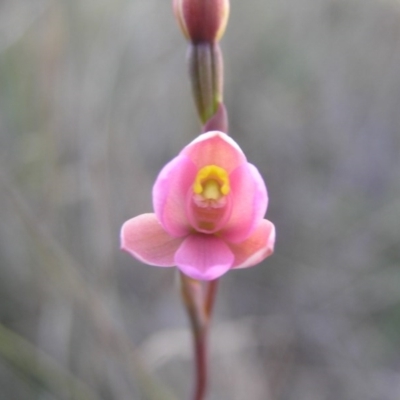 Thelymitra carnea (Tiny Sun Orchid) at Yass River, NSW - 11 Oct 2020 by Sue McIntyre