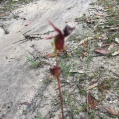 Caleana major (Large Duck Orchid) at Yellow Pinch, NSW - 19 Oct 2020 by Vsery