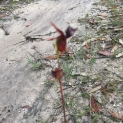 Caleana major (Large Duck Orchid) at South East Forest National Park - 18 Oct 2020 by Vsery