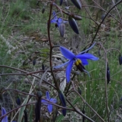 Dianella revoluta var. revoluta (Black-Anther Flax Lily) at O'Connor, ACT - 18 Oct 2020 by JanetRussell