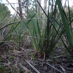 Dianella revoluta var. revoluta at O'Connor, ACT - 18 Oct 2020