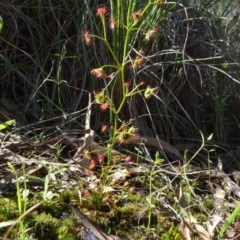 Drosera auriculata at O'Connor, ACT - 18 Oct 2020 02:46 PM