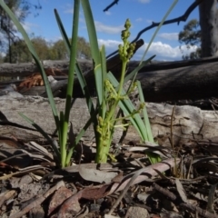 Lomandra filiformis subsp. coriacea (Wattle Matrush) at Bruce Ridge - 18 Oct 2020 by JanetRussell