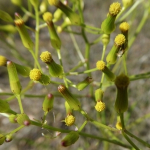 Senecio diaschides at Yass River, NSW - 13 Oct 2020