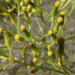 Senecio diaschides (Erect Groundsel) at Yass River, NSW - 12 Oct 2020 by SenexRugosus