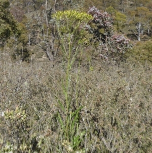 Senecio diaschides at Yass River, NSW - 13 Oct 2020