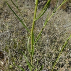 Senecio diaschides at Yass River, NSW - 13 Oct 2020