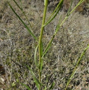 Senecio diaschides at Yass River, NSW - 13 Oct 2020