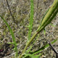 Senecio diaschides at Yass River, NSW - 13 Oct 2020