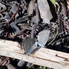 Zizina otis (Common Grass-Blue) at Kambah, ACT - 19 Oct 2020 by RosemaryRoth