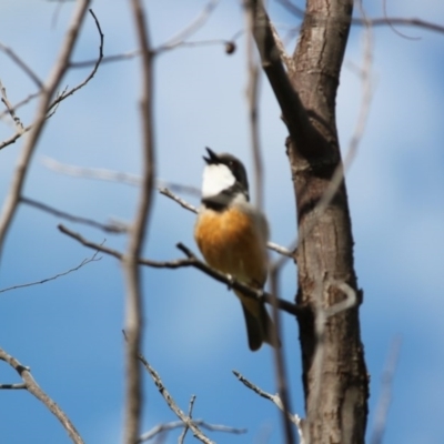 Pachycephala rufiventris (Rufous Whistler) at Albury - 19 Oct 2020 by PaulF