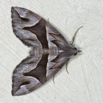 Chaetolopha oxyntis (Triangle Forest Carpet) at Lilli Pilli, NSW - 4 Oct 2020 by jb2602