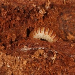 Thallis vinula (A fungus beetle) at Acton, ACT - 13 Oct 2020 by liuzhh22