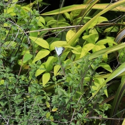 Belenois java (Caper White) at Molonglo Valley, ACT - 19 Oct 2020 by RodDeb