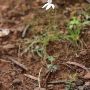 Caladenia moschata at Budawang, NSW - 19 Oct 2020