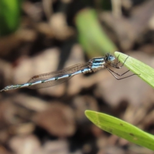 Austrolestes annulosus at Molonglo Valley, ACT - 19 Oct 2020