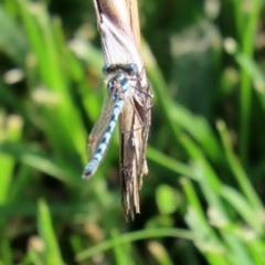 Austrolestes annulosus at Molonglo Valley, ACT - 19 Oct 2020