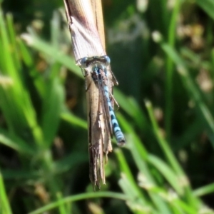 Austrolestes annulosus at Molonglo Valley, ACT - 19 Oct 2020 02:13 PM