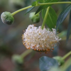 Pimelea ligustrina subsp. ligustrina (Tall Rice Flower) at QPRC LGA - 18 Oct 2020 by LisaH