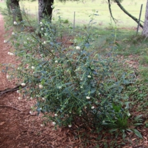 Pimelea ligustrina subsp. ligustrina at Budawang, NSW - 19 Oct 2020