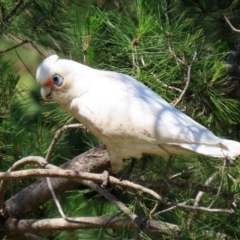 Cacatua sanguinea (Little Corella) at National Zoo and Aquarium - 19 Oct 2020 by RodDeb