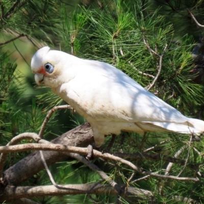 Cacatua sanguinea (Little Corella) at Molonglo Valley, ACT - 19 Oct 2020 by RodDeb