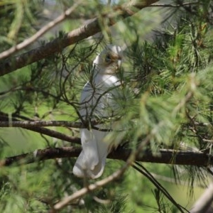 Cacatua sanguinea at Molonglo Valley, ACT - 19 Oct 2020