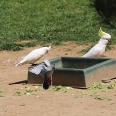 Cacatua sanguinea at Molonglo Valley, ACT - 19 Oct 2020