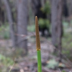 Xanthorrhoea concava (Grass Tree) at QPRC LGA - 19 Oct 2020 by LisaH