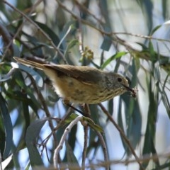 Acanthiza pusilla (Brown Thornbill) at Molonglo Valley, ACT - 19 Oct 2020 by RodDeb