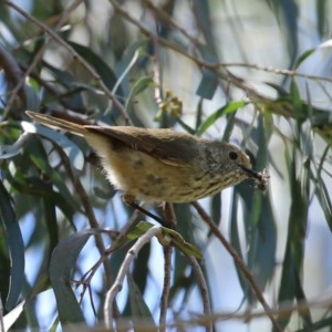 Acanthiza pusilla at Molonglo Valley, ACT - 19 Oct 2020