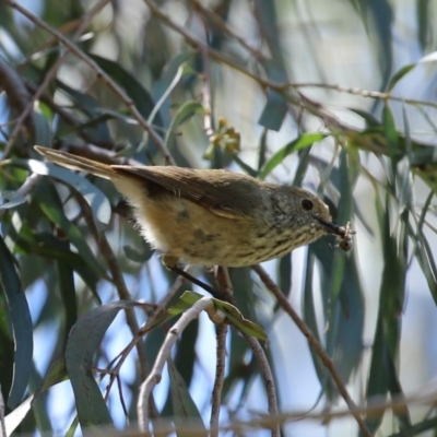 Acanthiza pusilla (Brown Thornbill) at National Zoo and Aquarium - 19 Oct 2020 by RodDeb