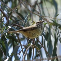 Acanthiza pusilla at Molonglo Valley, ACT - 19 Oct 2020