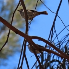 Acanthiza pusilla at Molonglo Valley, ACT - 19 Oct 2020 12:50 PM