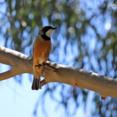 Pachycephala rufiventris (Rufous Whistler) at Molonglo Valley, ACT - 19 Oct 2020 by RodDeb