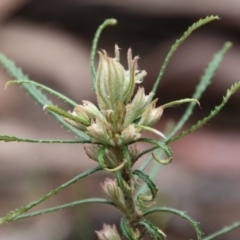 Banksia spinulosa (Hairpin Banksia) at Budawang, NSW - 19 Oct 2020 by LisaH