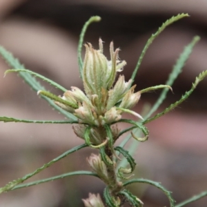 Banksia spinulosa at Budawang, NSW - 19 Oct 2020 11:27 AM