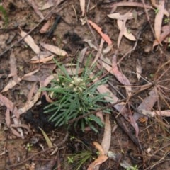 Banksia spinulosa at Budawang, NSW - 19 Oct 2020 11:27 AM