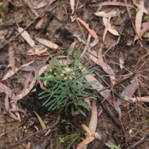 Banksia spinulosa at Budawang, NSW - 19 Oct 2020 11:27 AM