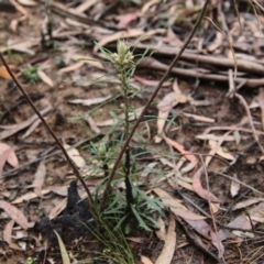 Banksia spinulosa at Budawang, NSW - 19 Oct 2020 11:27 AM