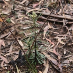 Banksia spinulosa at Budawang, NSW - 19 Oct 2020