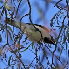 Entomyzon cyanotis (Blue-faced Honeyeater) at Molonglo Valley, ACT - 19 Oct 2020 by RodDeb