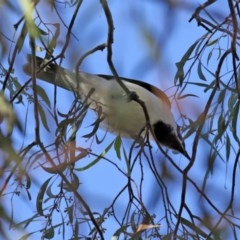 Entomyzon cyanotis at Molonglo Valley, ACT - 19 Oct 2020