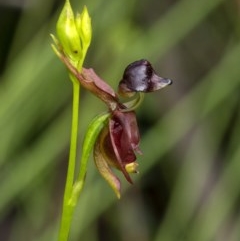 Caleana major (Large Duck Orchid) at Penrose - 18 Oct 2020 by Aussiegall