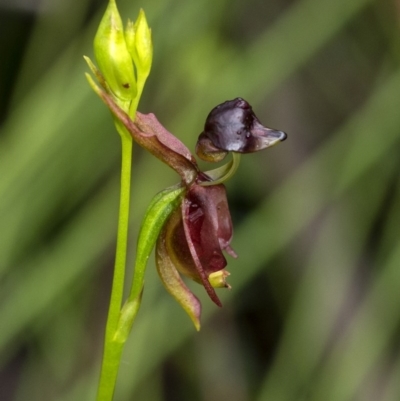 Caleana major (Large Duck Orchid) at Wingecarribee Local Government Area - 19 Oct 2020 by Aussiegall