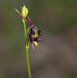 Caleana major at Penrose, NSW - 19 Oct 2020